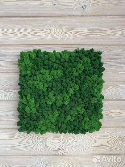 Панели из стабилизированного мха