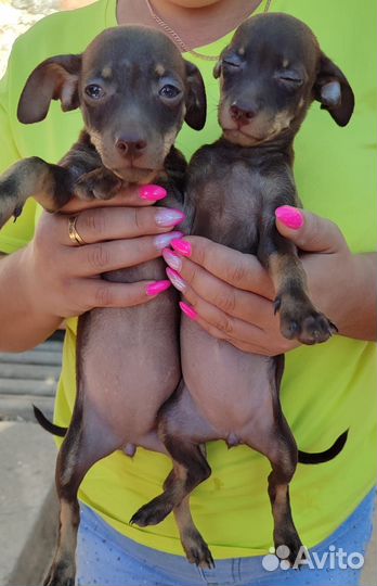 Той-терьер щенки