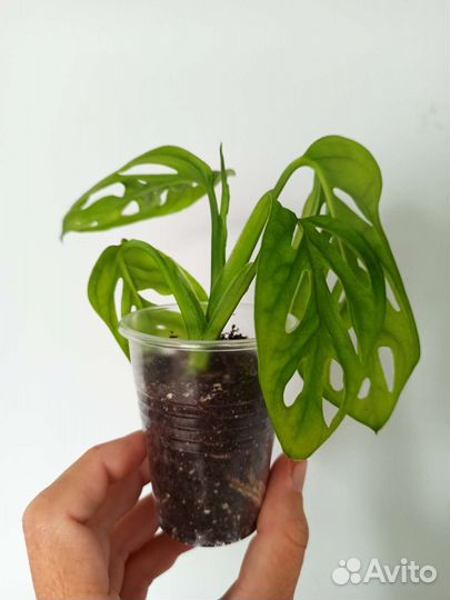 Монстера, эпипремнум, бегония, сингониум