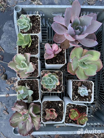 Большой лот корейских эхеверий