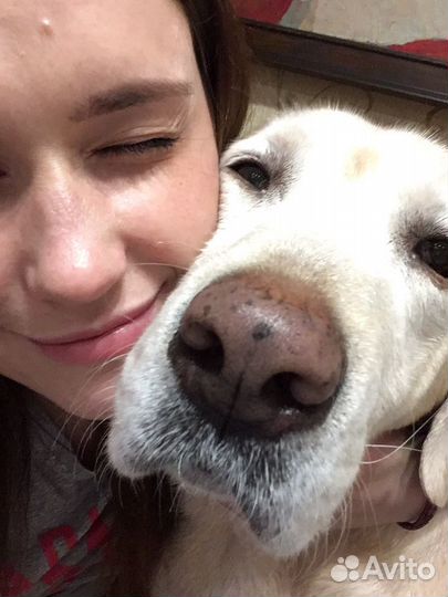 Передержка собак / Няня для собак