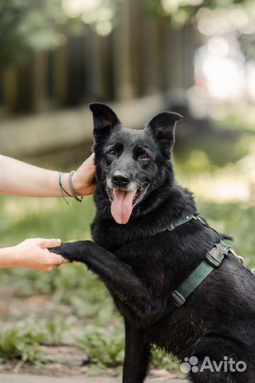 Собака из приюта ищет дом