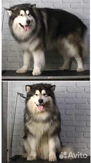 Груминг крупных пород собак / Экспресс-линька