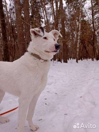 Пес Кокос ждет своего хозяина в приюте