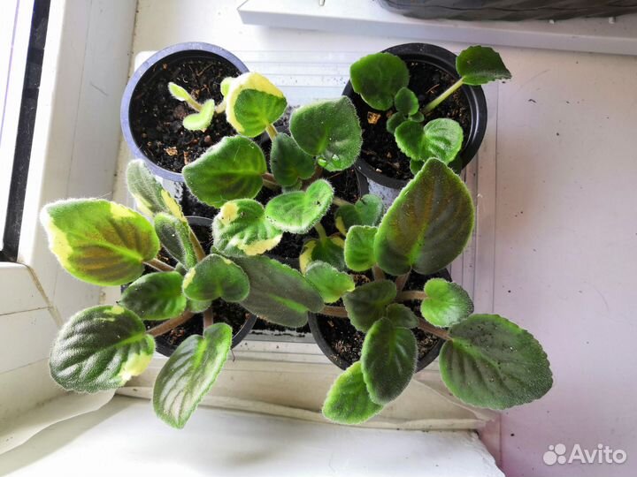 Фиалки детки