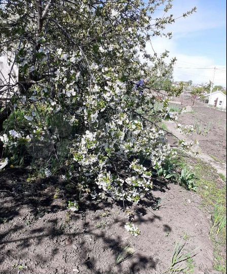 Участок 26 сот. (ИЖС)