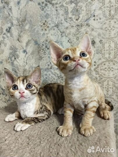 Котята девон-рекс