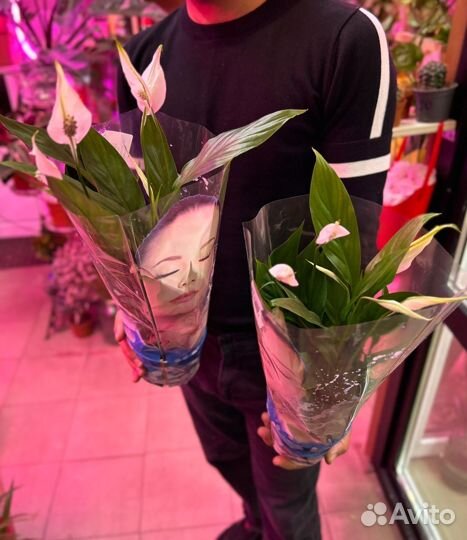 Спатифиллумы 50 см