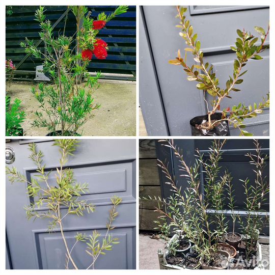 Каллистемон