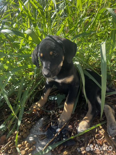 Щенок в добрые руки