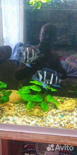 Аквариумные рыбки
