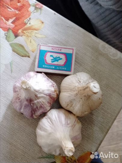 Лук на посадку