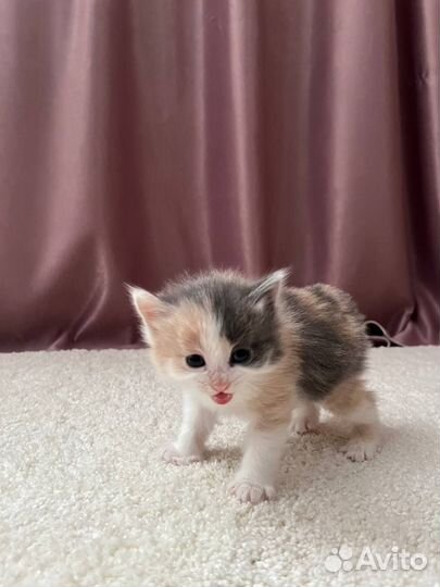 Котята курильский бобтейл
