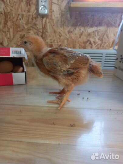 Продам цыпок