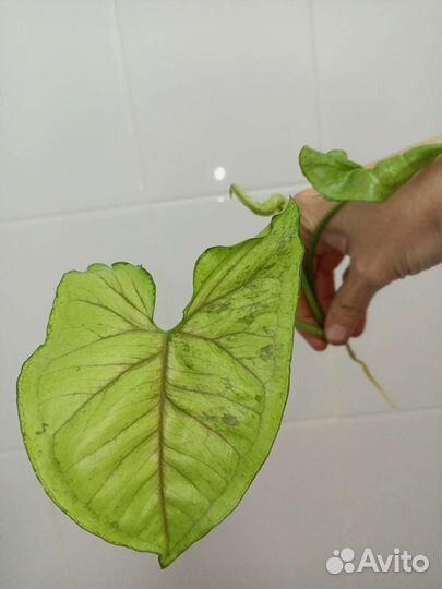 Сингониумы 10сортов