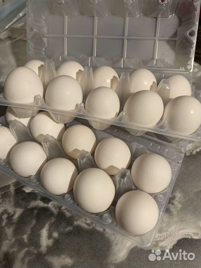 Продам домашнее куриное яйцо