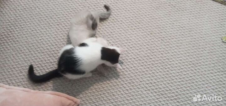 Котята сиамские метисы девочки