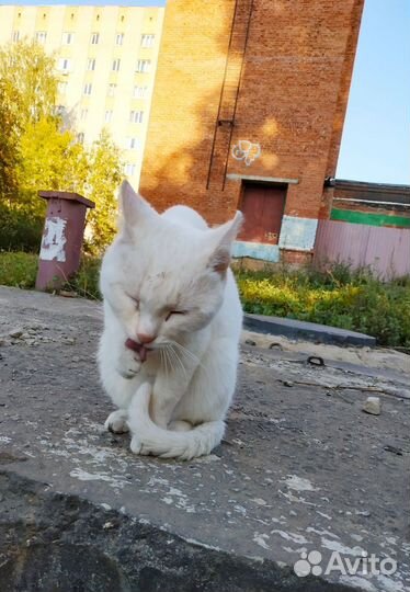 Спасти с улицы