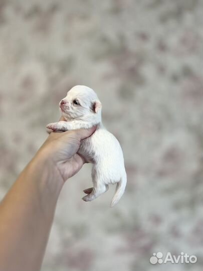 Чихуахуа