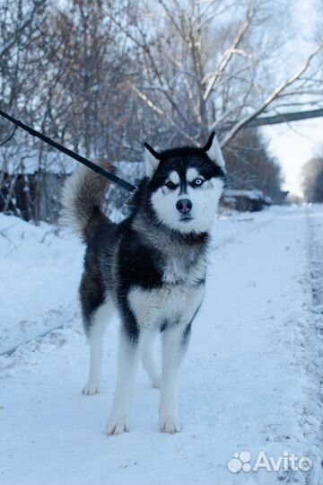 Хаски в добрые руки