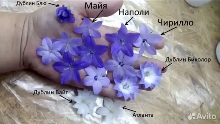 Кампанула (жених и невеста)