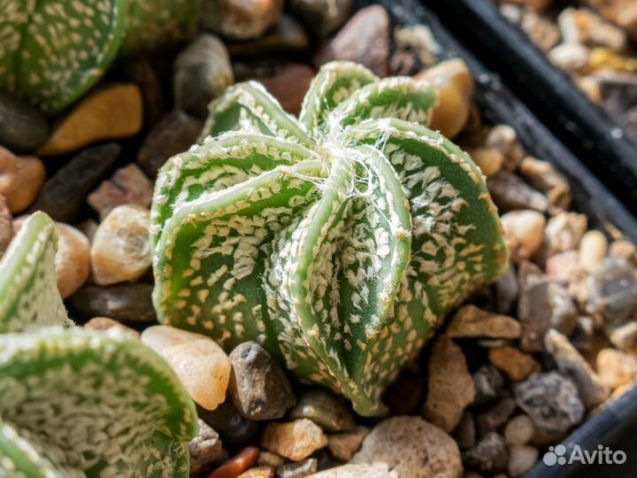 Кактусы цветущие