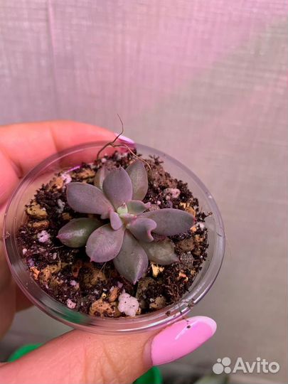 Суккуленты