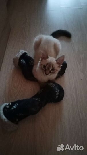 Невская маскарадная