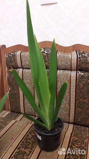 Неомарика, шагающий ирис