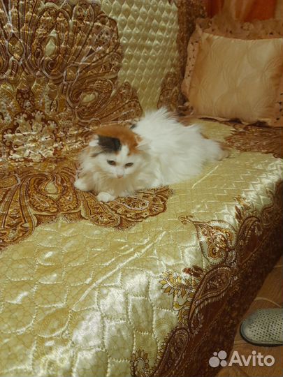 Котик в добрые руки