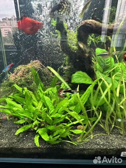 Молодые гуппи