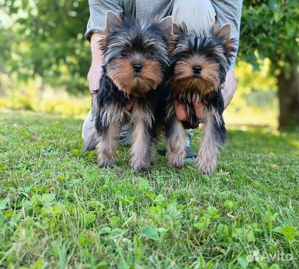 Йоркширский терьер девочка