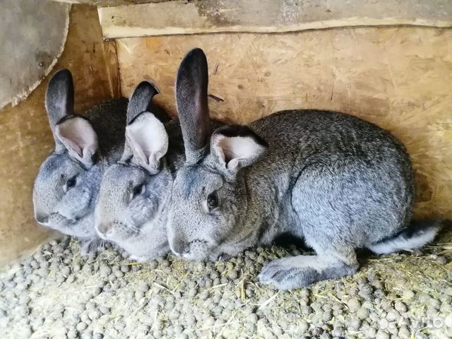 Кролики разных возростов