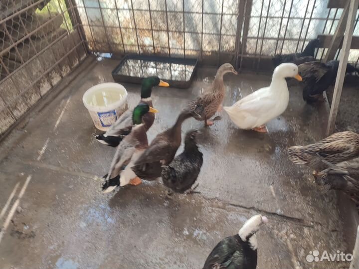 Утки индийский бегунок и индо утки