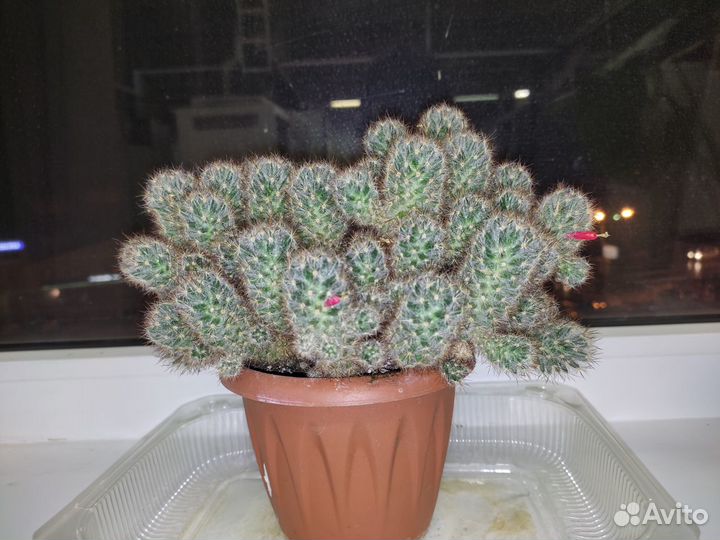 Маммиллярия побегоносная (два сорта) + м. Гана