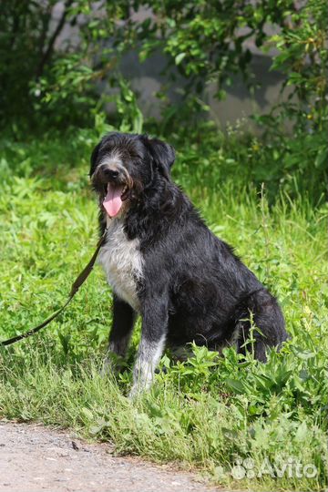 Большой добряк Бим