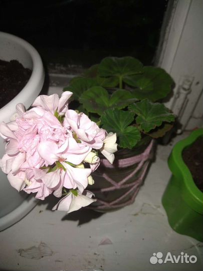 Пеларгония герань