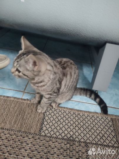 Отдам в добрые руки