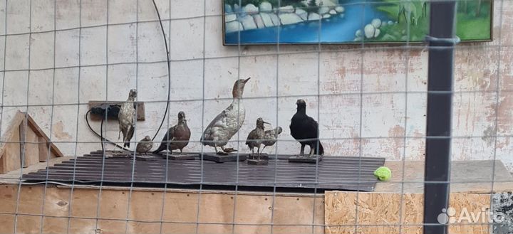 Чучела птиц