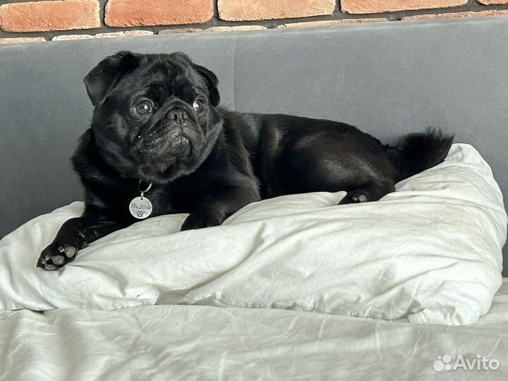 Мопс вязка мальчик