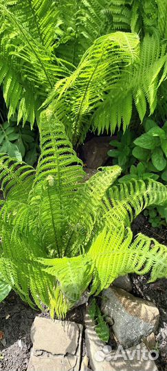 Многолетние цветы