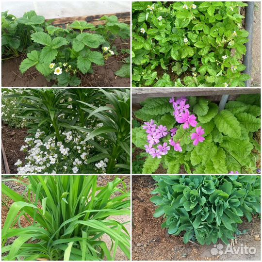 Рассада многолетних садовых растений 30р