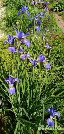 Многолетние цветы