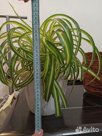 Хлорофитум кудрявый