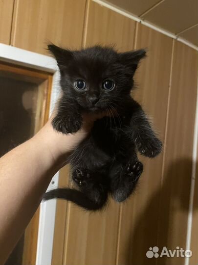 Прекрасные котята