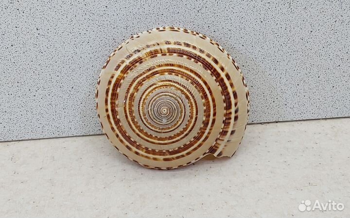 Архитектоника Макулата 7,1 морская ракушка