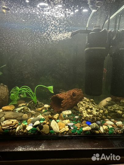 Аквариум и аквариумные рыбки