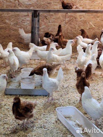 Куры несушки