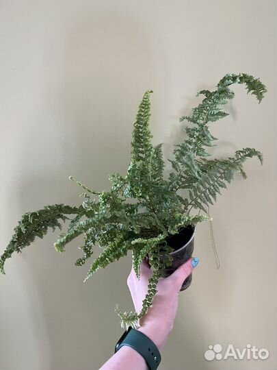 Папоротник нефролепис микс