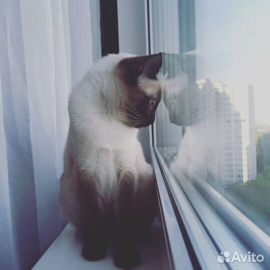 Котята Той-боб